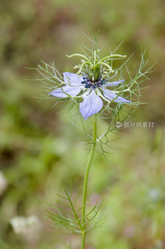 黑种草(Nigella damascena)